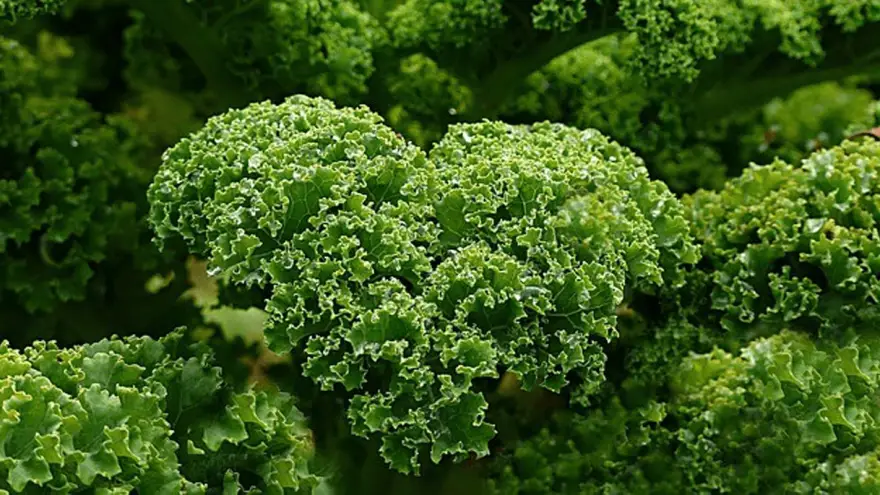 Can Dogs Eat Kale? Should You Give It To Your Dog?