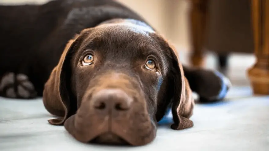 7 Labrador Puppy Training Tips