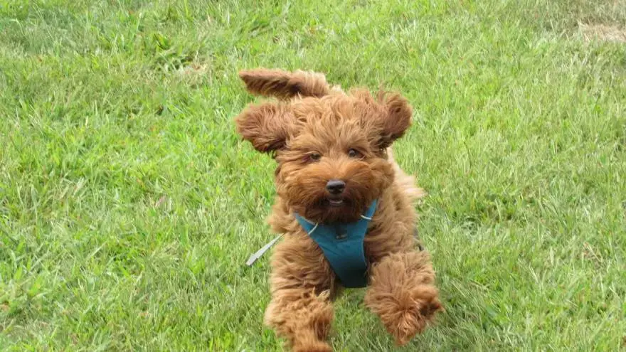 what color labradoodle is best