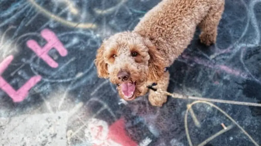 Labradoodle - popularni mješanac