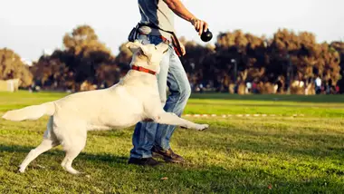 How To Become A Dog Trainer