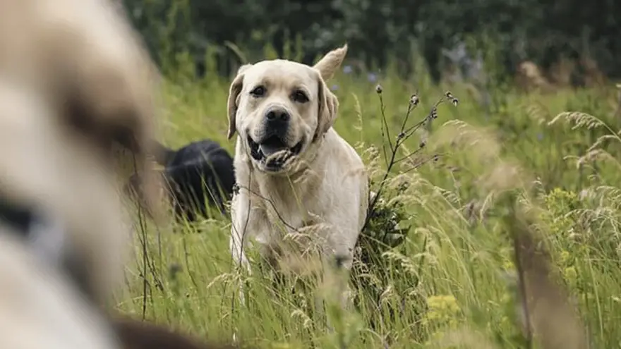 Hemangiosarcoma in Dogs | Causes & treatment