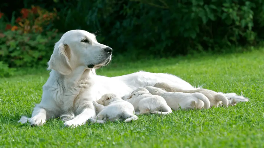 how long is a labrador pregnant