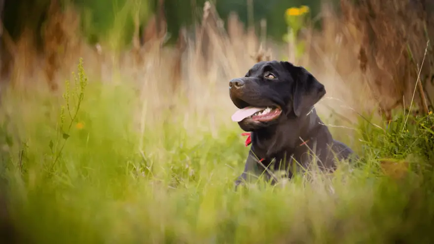 7 Labrador Retriever Fun Facts