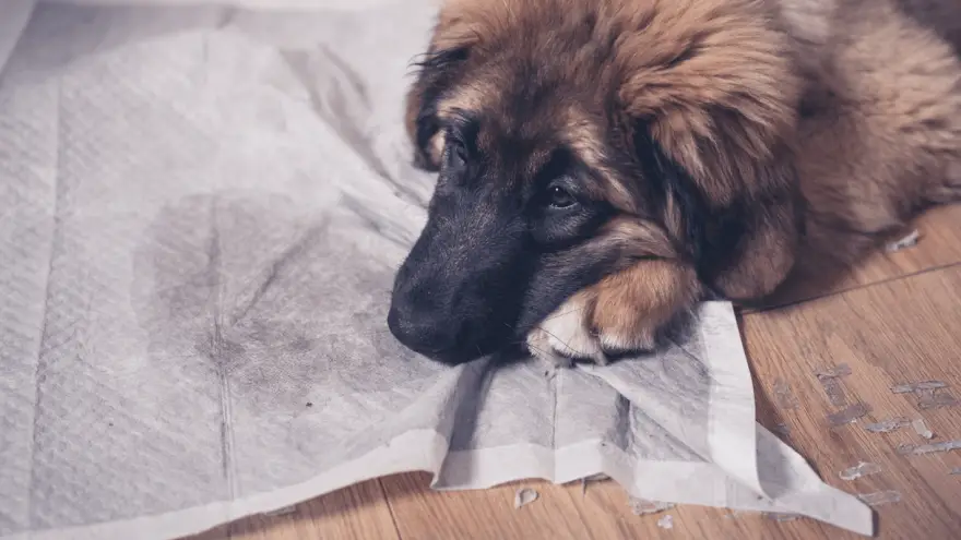 How To Choose the Best Puppy Pad?
