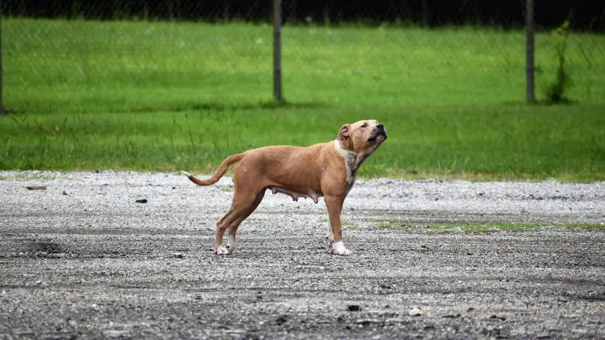 What Is A Limber Tail Syndrome & How To Help Your Dog?