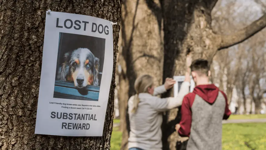 what-can-you-do-if-your-dog-gets-lost