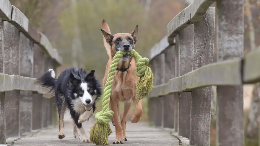 What to Look for in Indestructible Dog Toys?
