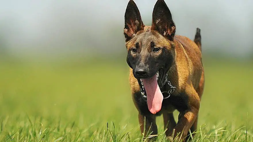 5 Fun Facts About Dog Tongue