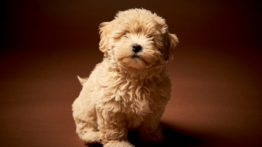 what is the best food for maltipoo puppy