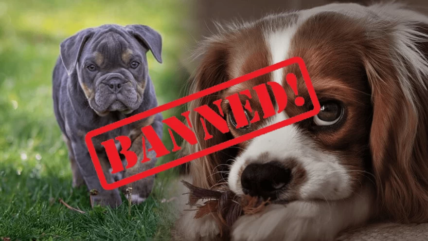 Norway's 2022 Ban on Bulldog and Cavalier King Charles Spaniel Breeding