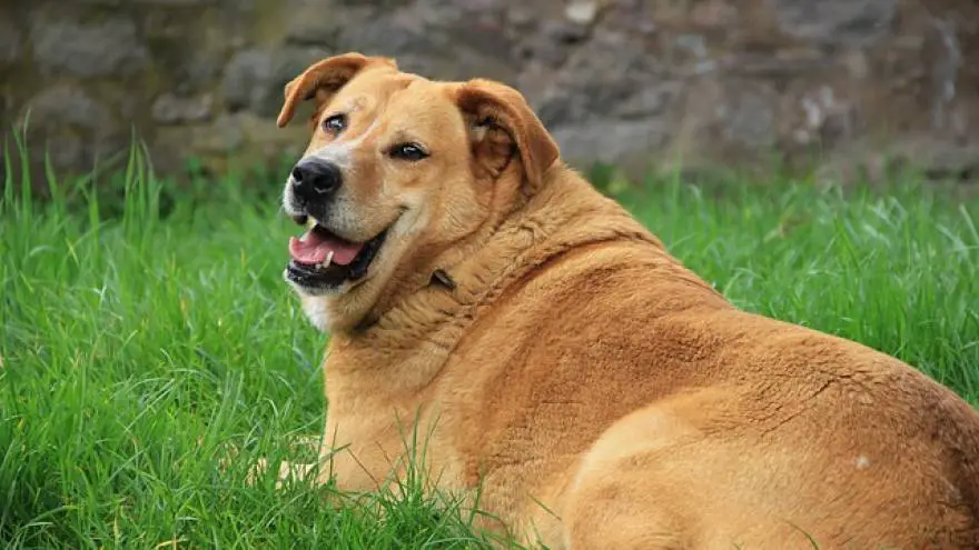 Dog Obesity: Causes, Symptoms & Prevention