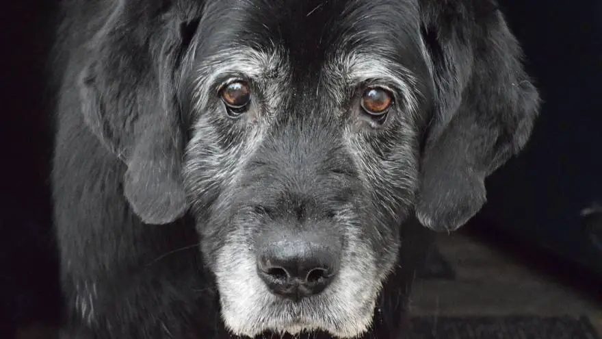5 Best Senior Dog Rescues