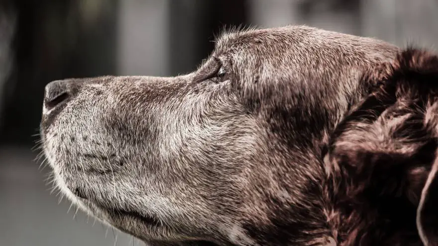 Tips & the Importance of Training Senior Dogs