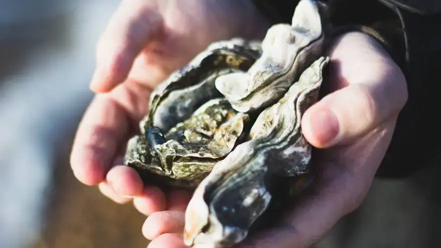 are oysters safe for dogs