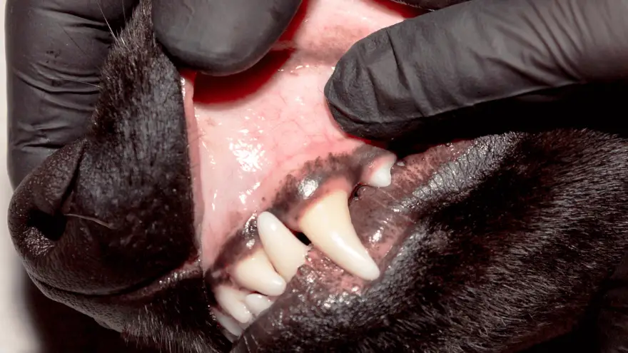 Pale Gums in Dogs - Causes & Treatment