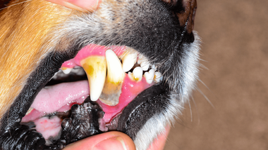 how do you treat inflamed gums in dogs