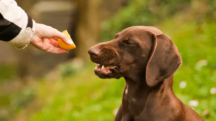 Can Dogs Eat Lemons