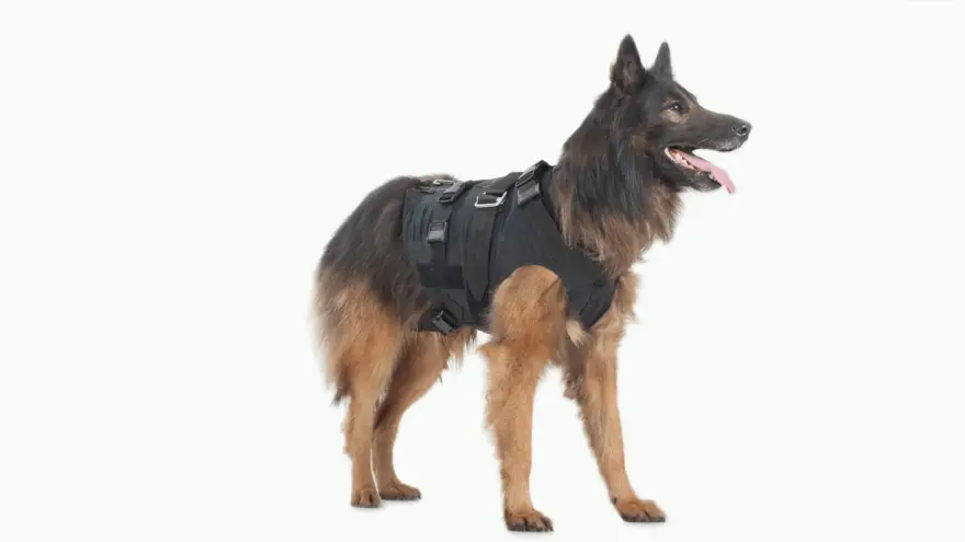 Top 3 Weighted Dog Vests to Choose