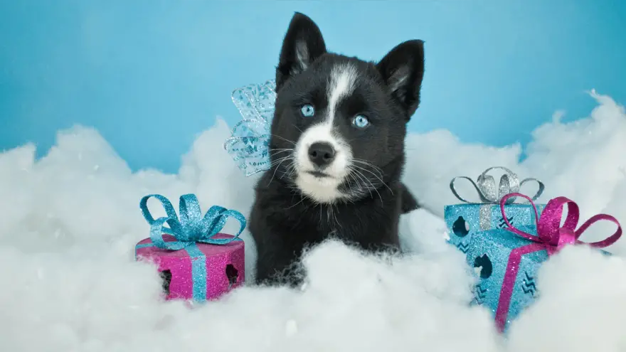 7 Interesting Pomsky Facts