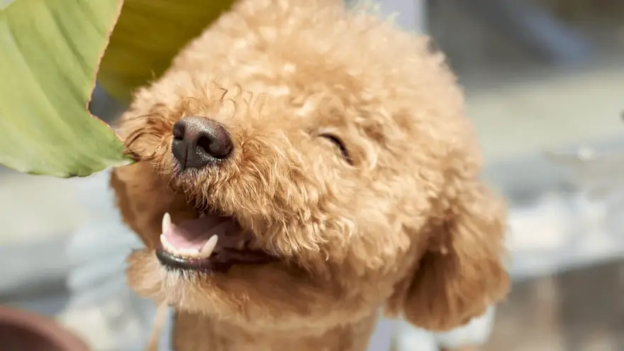 7 Poodle Care Tips all Poodle Owners Should Know