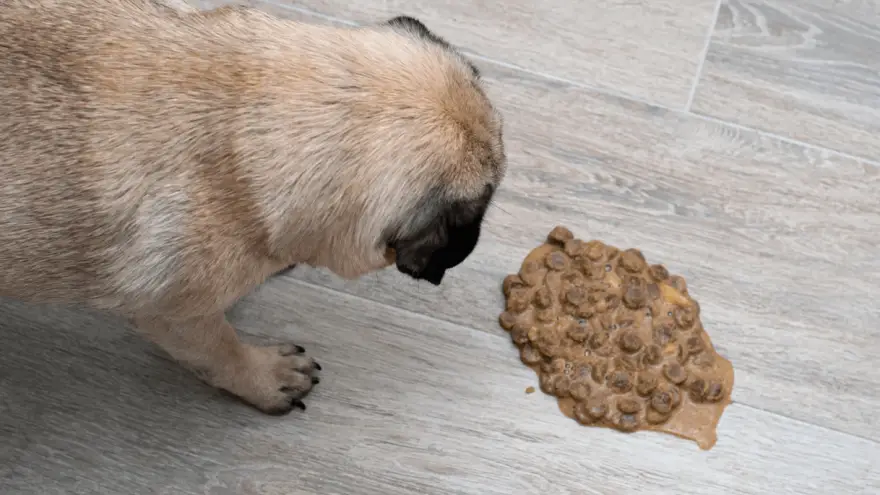 dog throwing up unchewed food