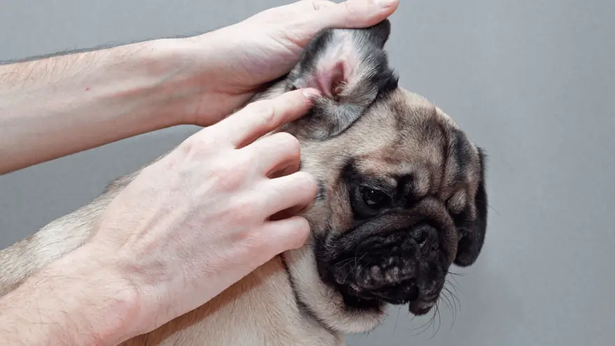 Ušne grinje kod pasa i kako ih liječiti
