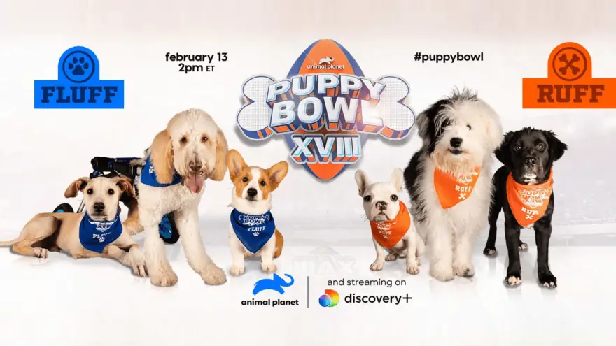 Puppy Bowl 2022: Intro and Where To Watch