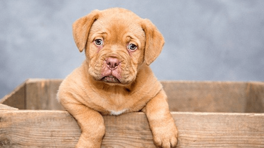 Fluoxetine for Dogs: Usage, Dosage, Side Effects World Dog Finder
