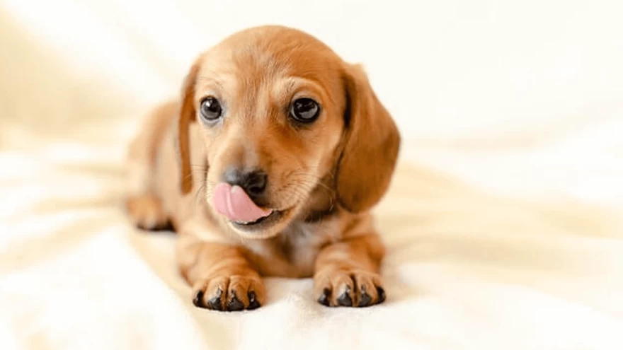 Why Does My Dog Lick Their Lips? Should I Worry?