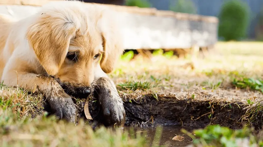 Boy Dog Names and How to Choose One