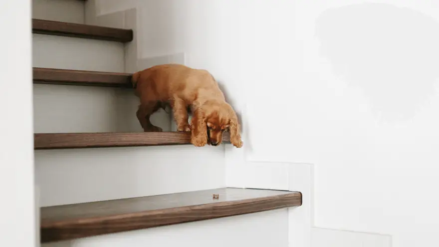 Jesu li stepenice loše za pse?