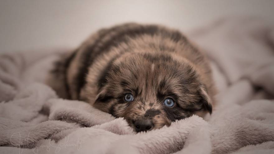 how-long-can-you-leave-a-puppy-in-a-crate-healthy-homemade-dog-treats