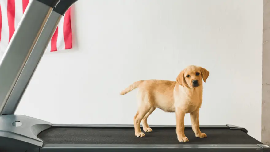 Best Dog Treadmills Review