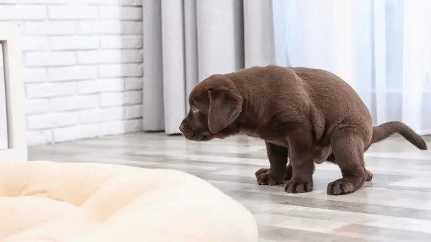 how soon after eating do puppies poop