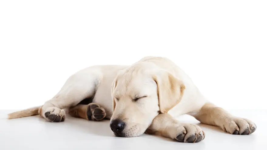 dog sleeping