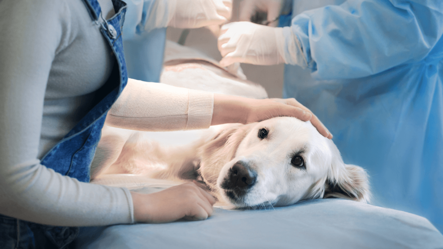 Pyometra in Dogs - Diagnosis & Treatment