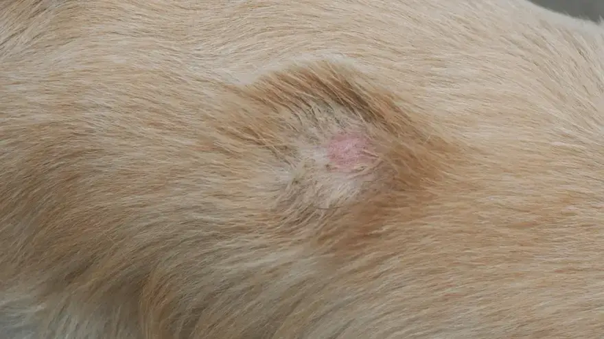 how did my puppy get ringworm