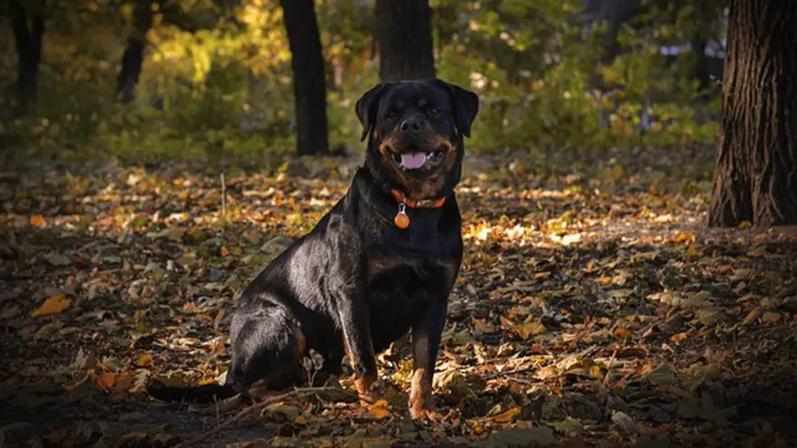 Top 7 Rottweiler Rescues Near Me