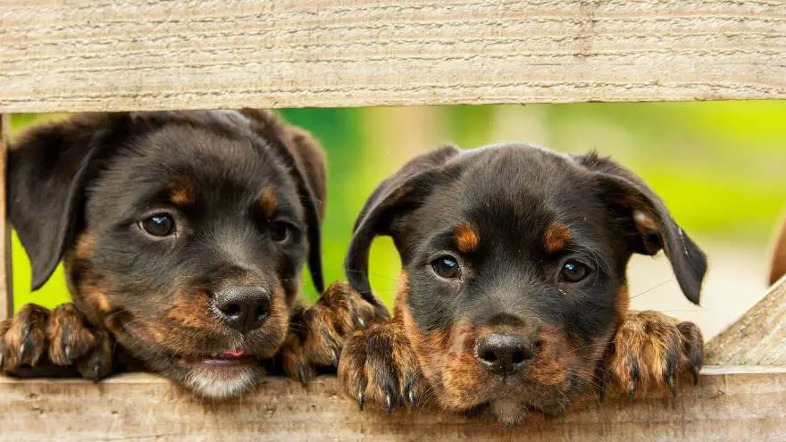 New Puppy Checklist - Here's What You'll Need