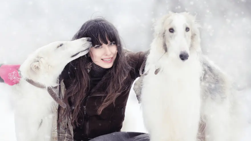 10 Most Popular Russian Dog Breeds