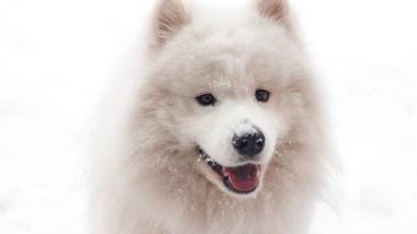 samoyed smile