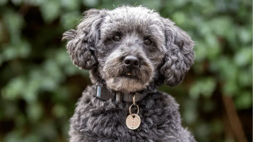 schnoodle crossbreed