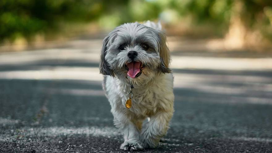 shih tzu dog mini