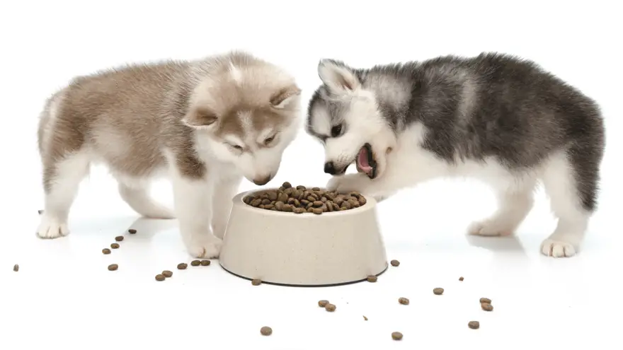 6 Best Dog Food for Siberian Huskies {Owners Choice}