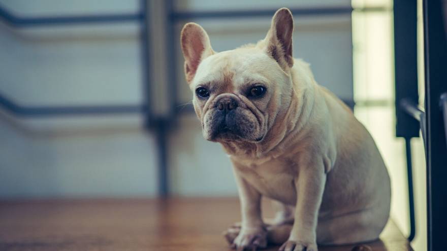 Leukemia In Dogs - Causes, Symptoms & Treatment