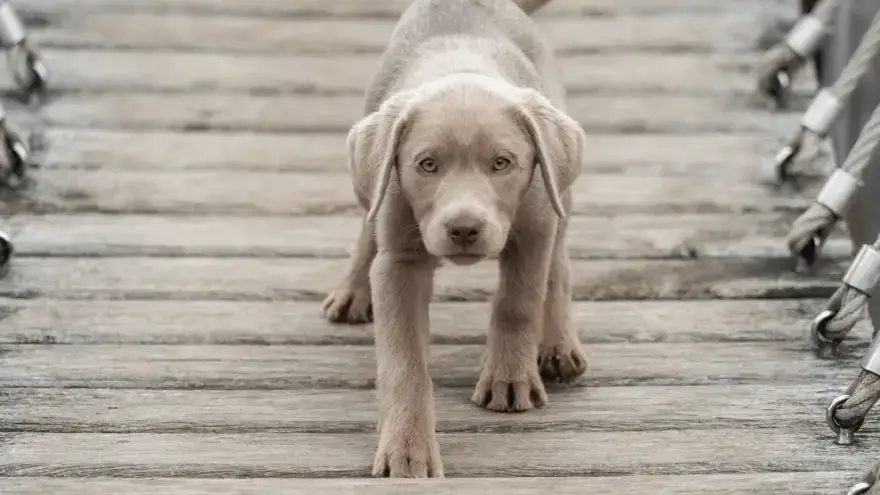 how to breed silver labradors