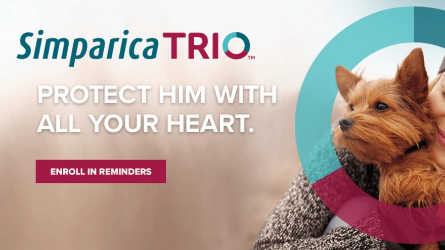 What Owners Should Know About Simparica Trio for Dogs