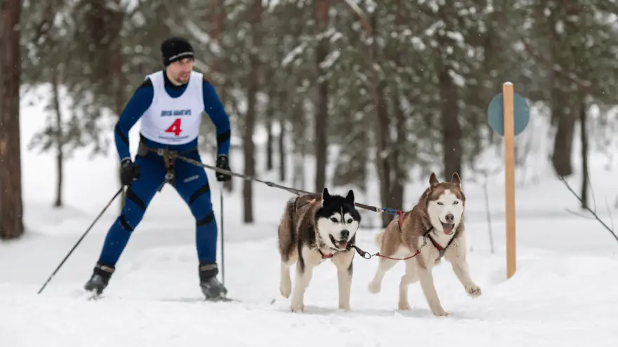 Skijoring - Why You Have to Try It