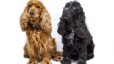 what is the largest spaniel breed